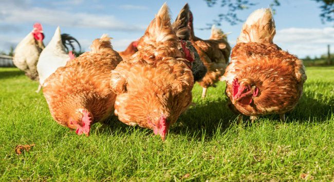 Free range hens finding food among the grass.