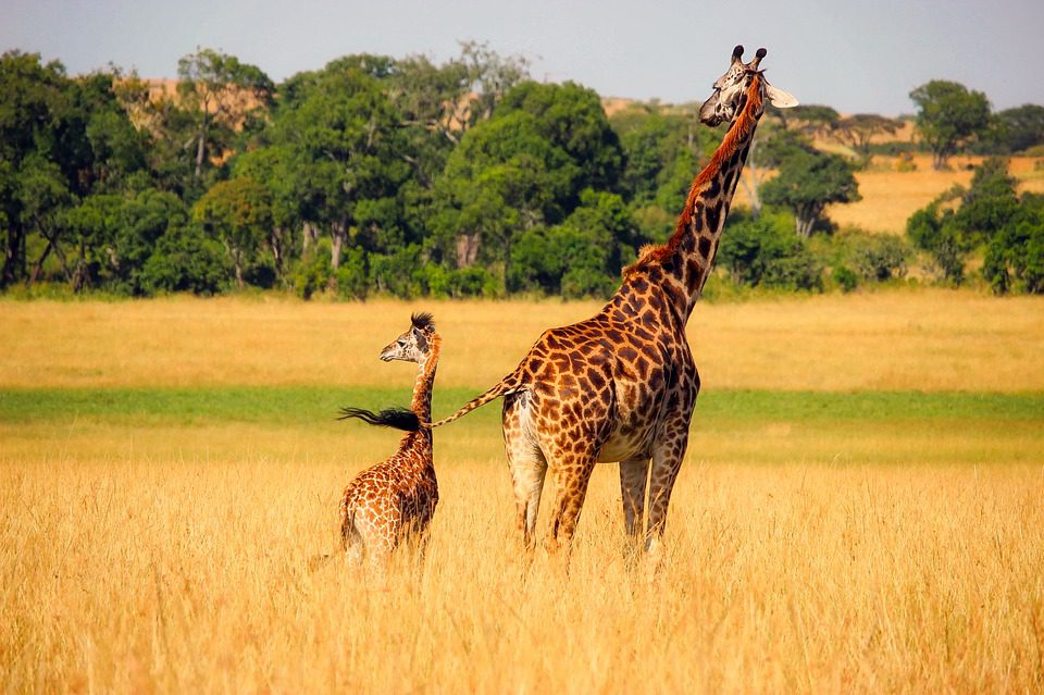 giraffe-2064520_960_720 nguyenvanhau.net